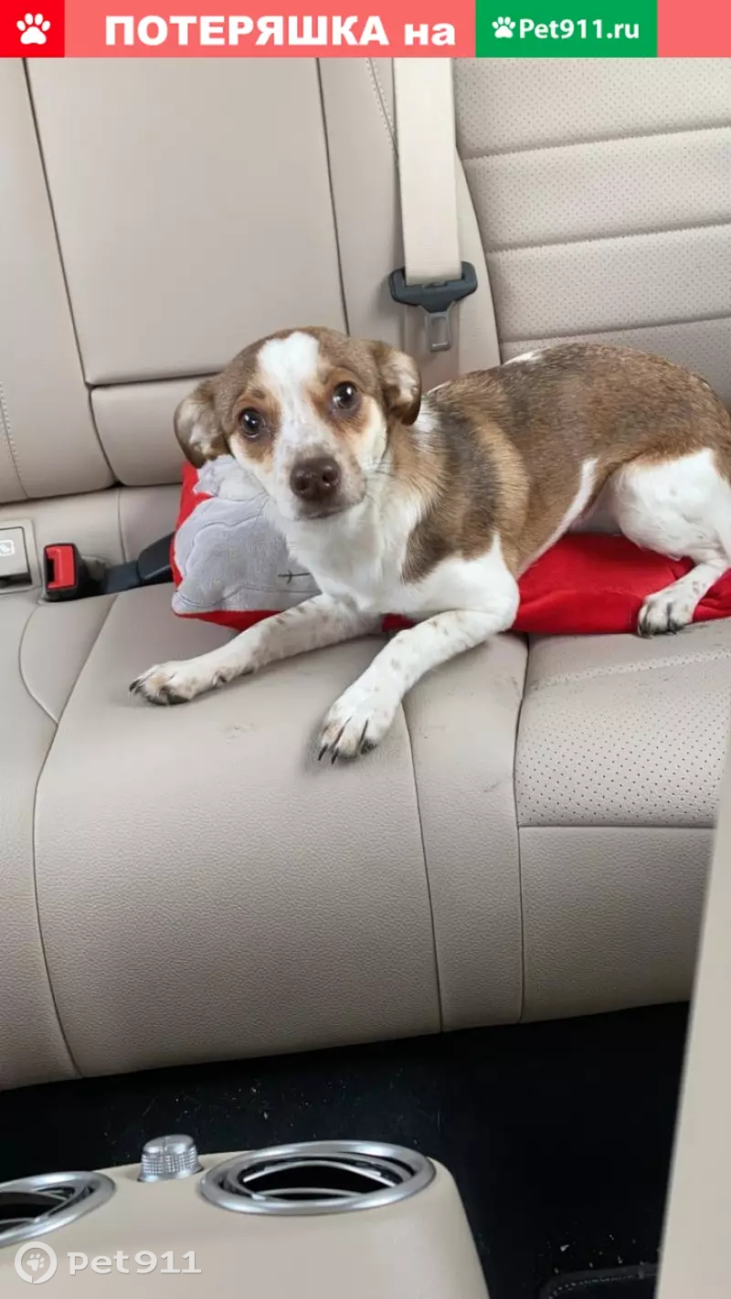 Найдена собака в Первоуральске - photo