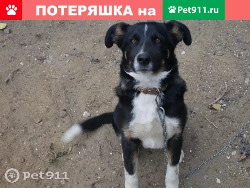 Пропала собака в Липецке, Октябрьский район, кличка «Коспи», возраст 5 лет. - photo