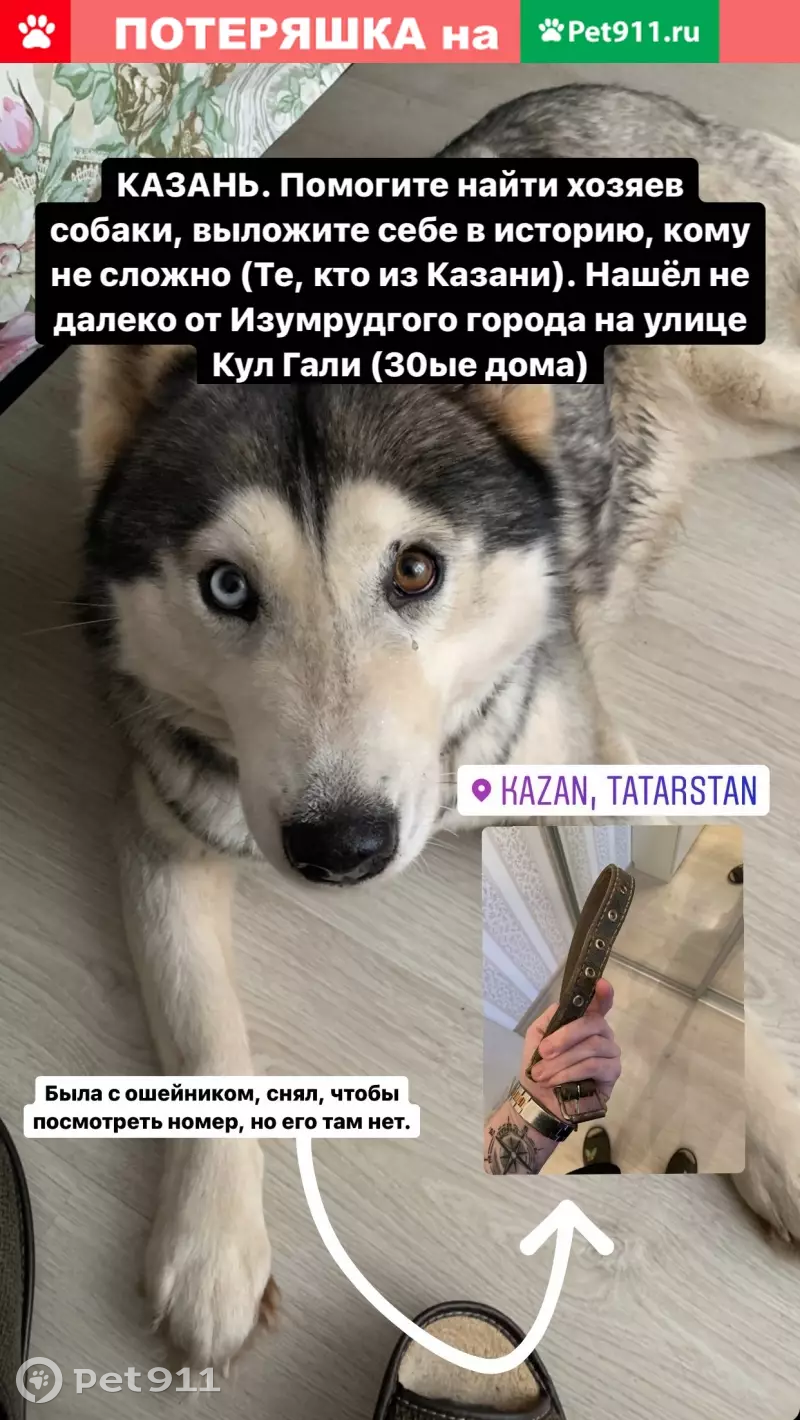 Найдена хаски на ул. Кул Гали, 34 (Казань) | Pet911.ru