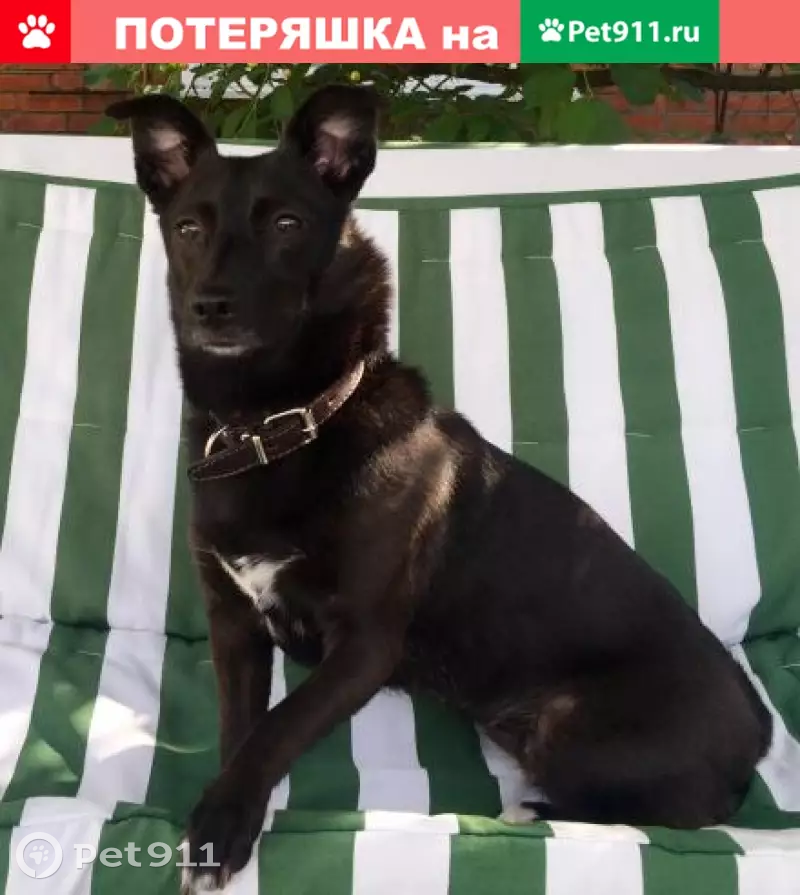 Пропала собака Агата на улице Янковского, 76 - photo