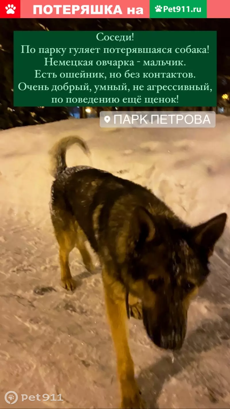 Найдена немецкая овчарка в парке Петрова, Казань | Pet911.ru