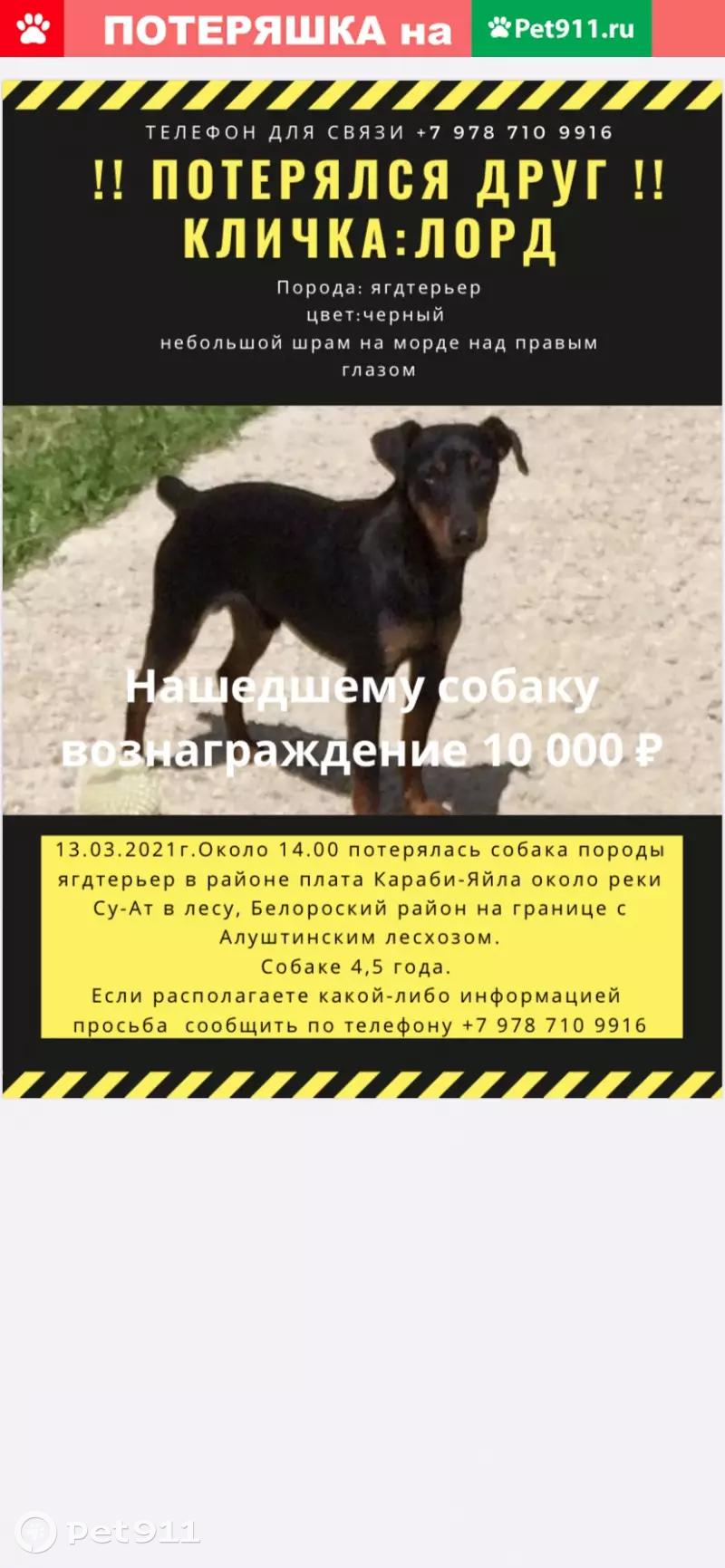 Пропала собака Лорд в Белоросском районе, тел. +79787109916 | Pet911.ru