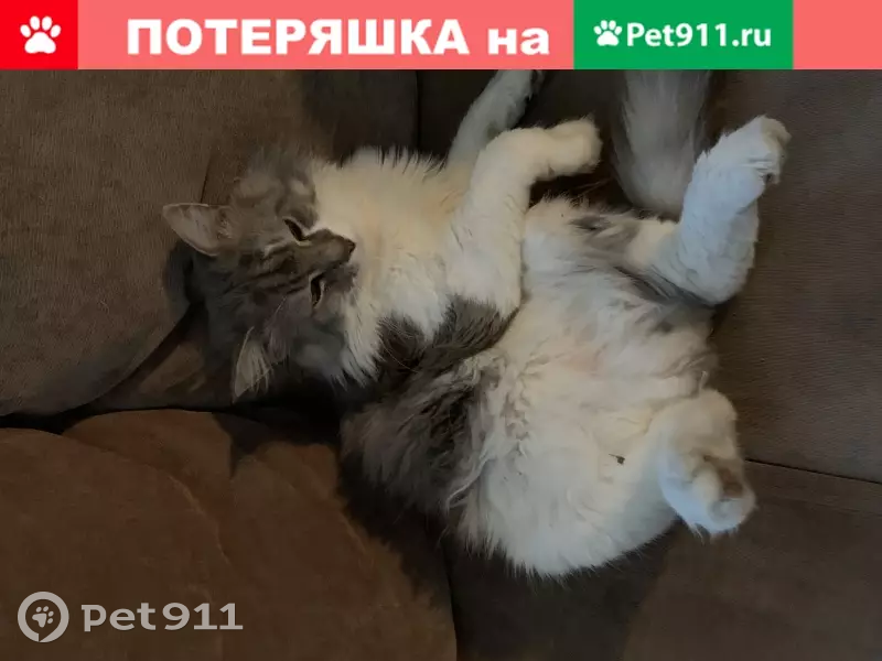 Коту тимофею не меньше десяти