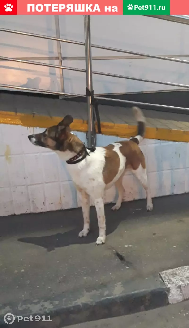 Пропала собака Динка, адрес: Пролетарский проезд 3, Москва - photo