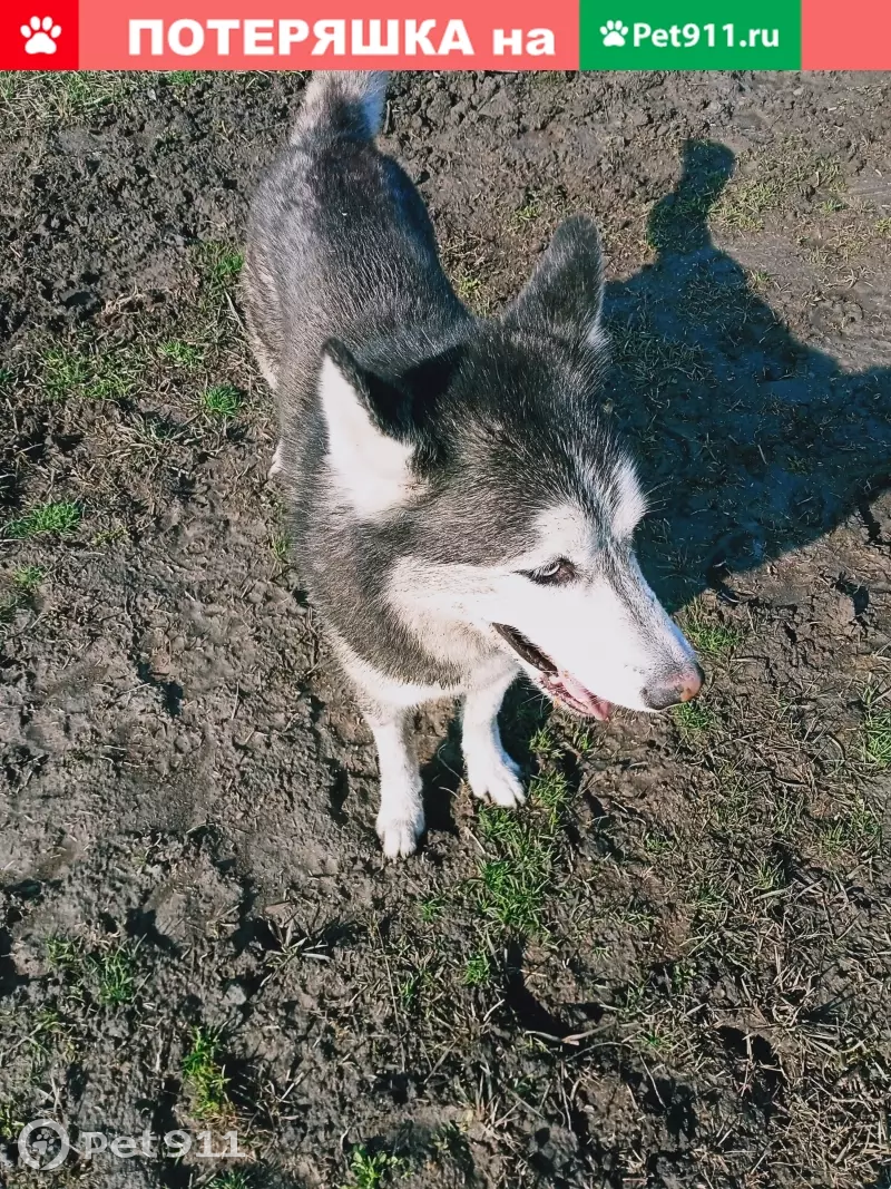 Собака хаски найдена в ДНТ Луч, Ростов-на-Дону. | Pet911.ru