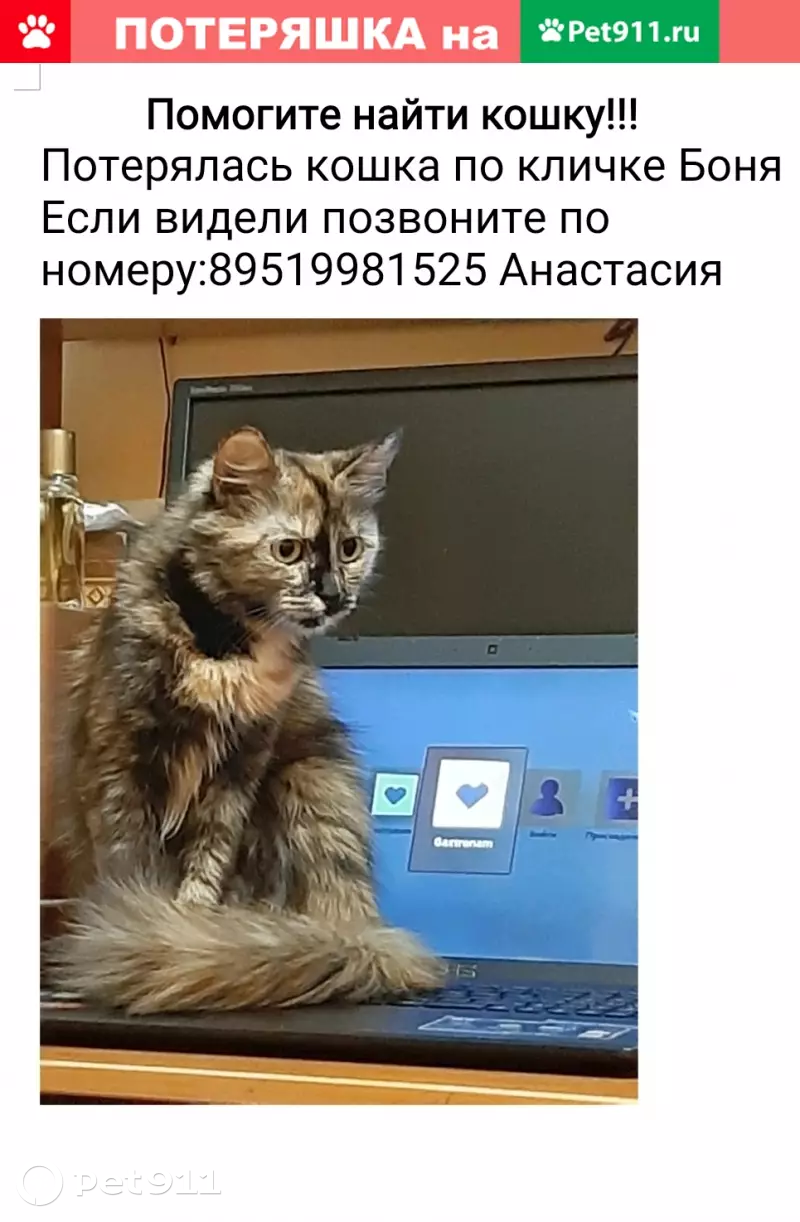 Пропала кошка Боня в Чебоксарах на Университетской и бульваре Юности |  Pet911.ru