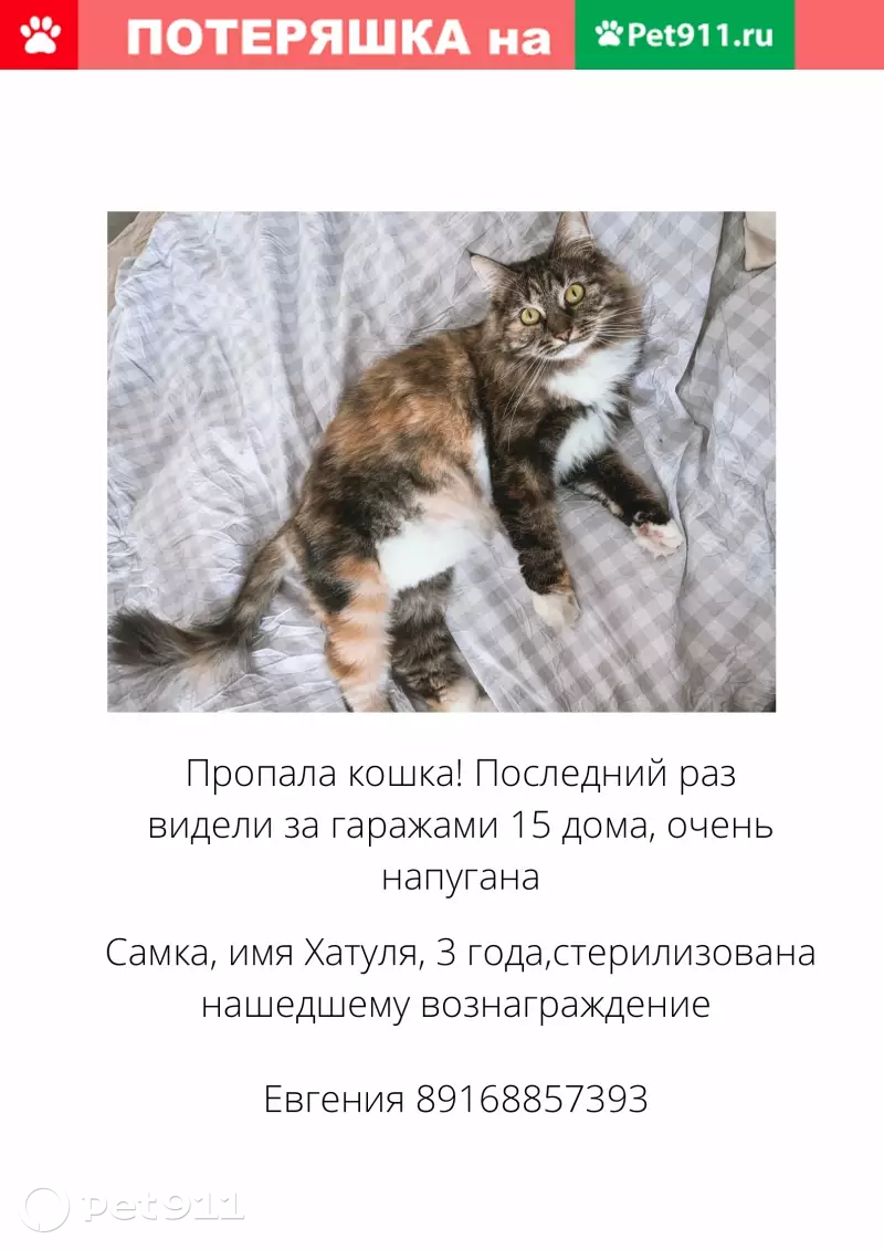 Пропала кошка Хатуля в Домодедово. | Pet911.ru