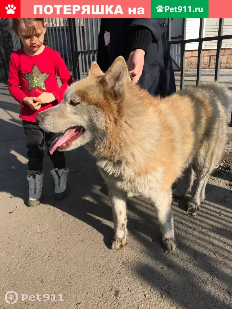 Найден рыже-белый пес в Челябинске. | Pet911.ru