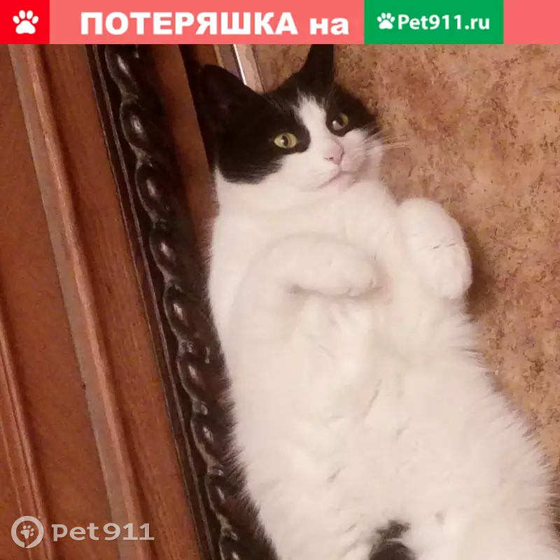 Пропала кошка на Малой Балканской, 32 - photo