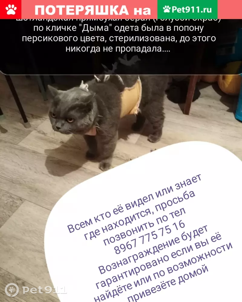 Пропала кошка породы шотландка, адрес: ул. Станиславского 6А | Pet911.ru