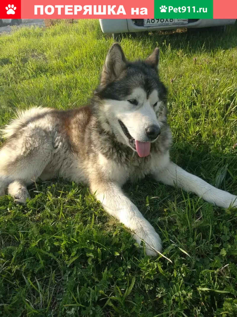 Найден добрый песик без ошейника в Бахчисарае | Pet911.ru