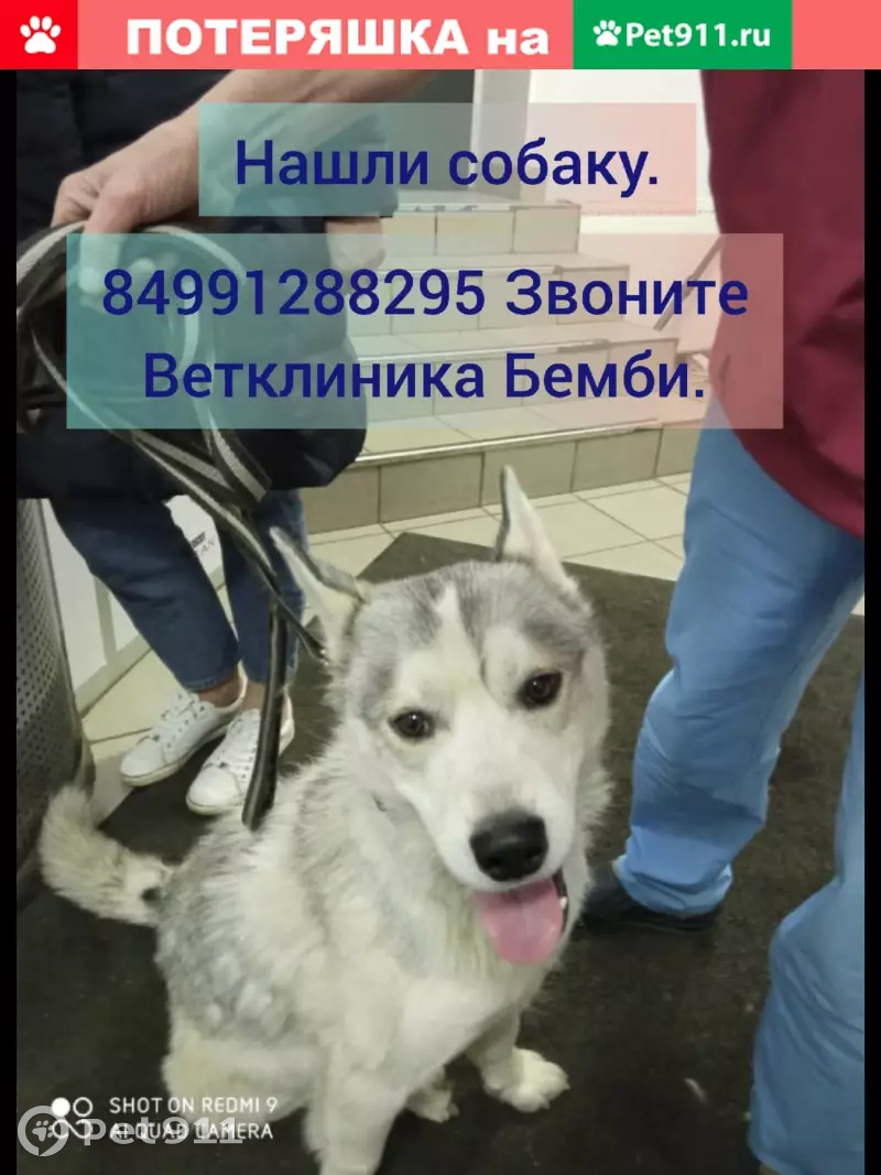 Найден молодой Хаски в Москве | Pet911.ru