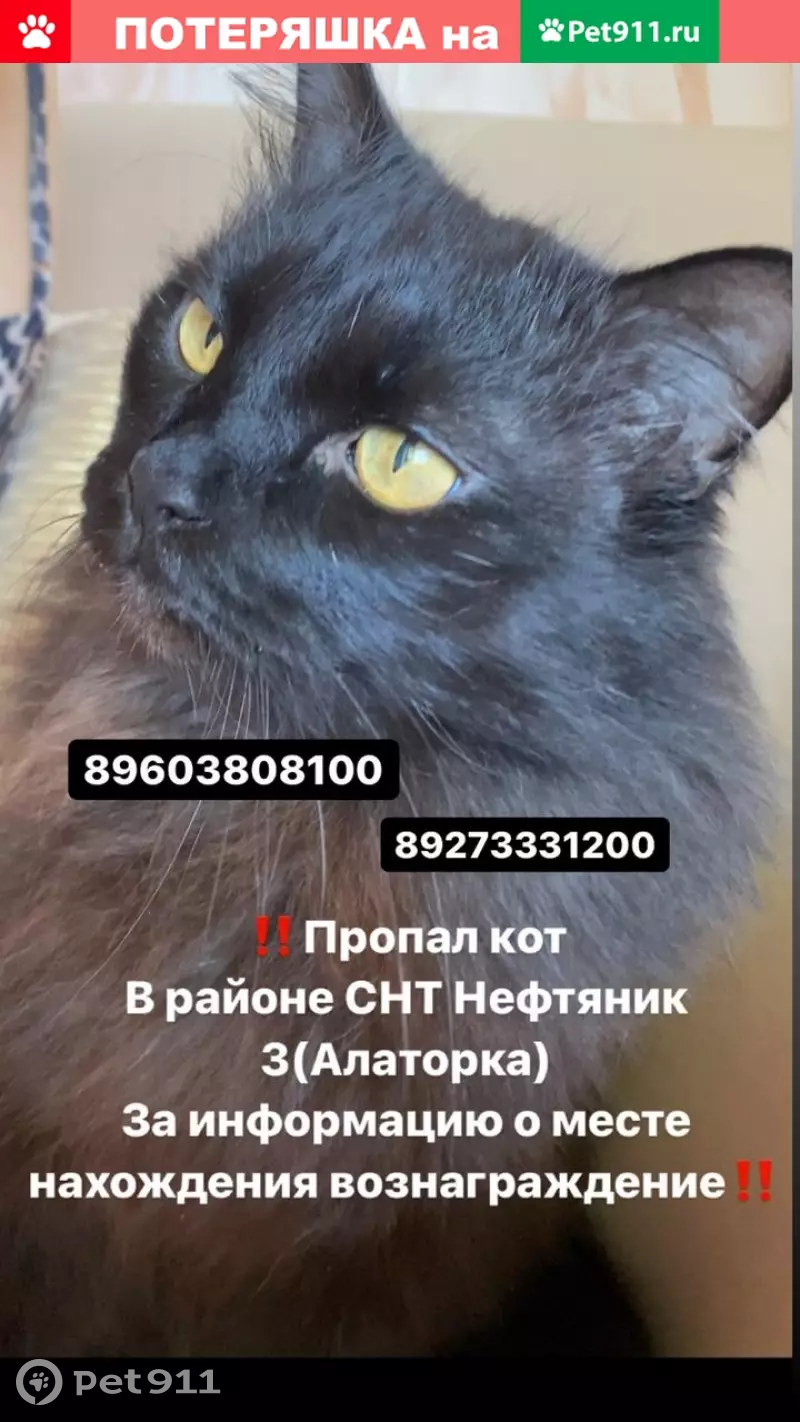 Пропала кошка в Уфе: Кот Борис, 11 лет, черный с шоколадным отливом. |  Pet911.ru