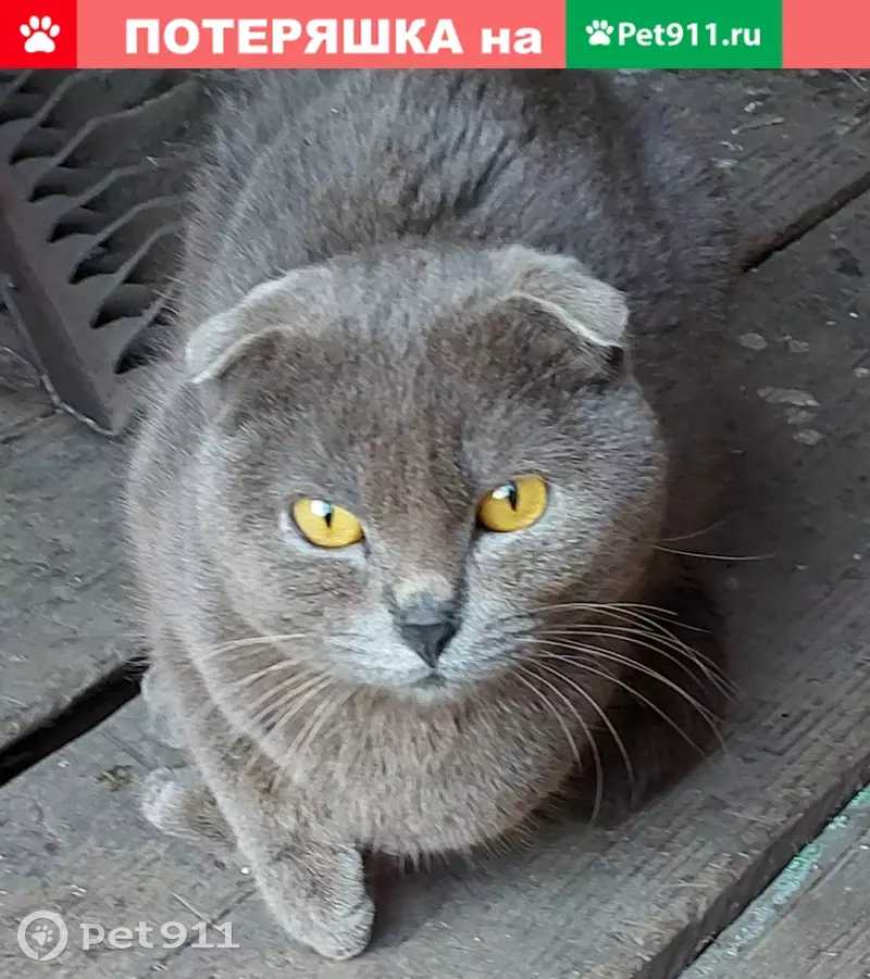 Пропал шотландский кот в Змеиногорске | Pet911.ru