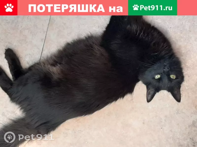 Пропала черная Турецкая ангора в Казани | Pet911.ru