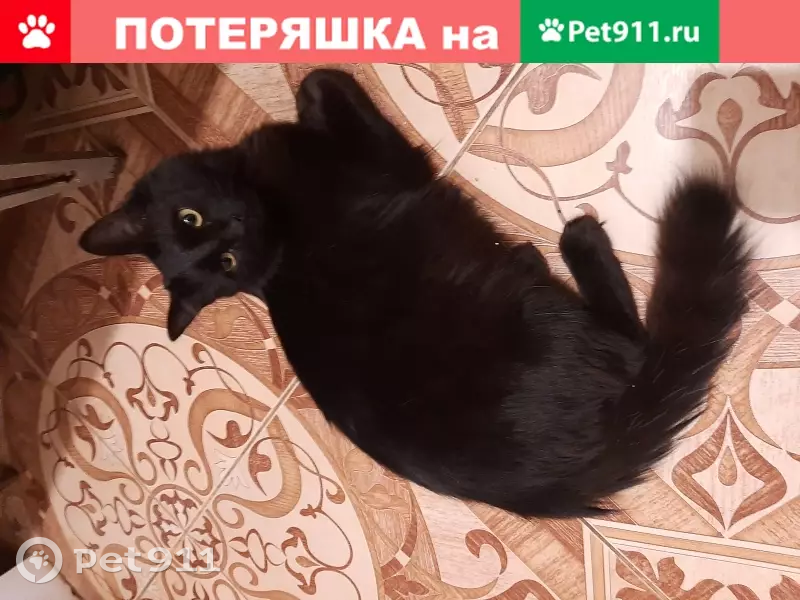 Пропала черная Турецкая ангора в Казани | Pet911.ru