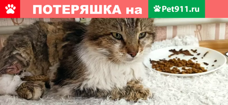 Pet 911. Найден кот Белгород. Потеряшки Белгород кошки.