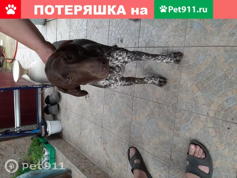Найдена ласковая курцхаар в Усть-Лабинске - photo