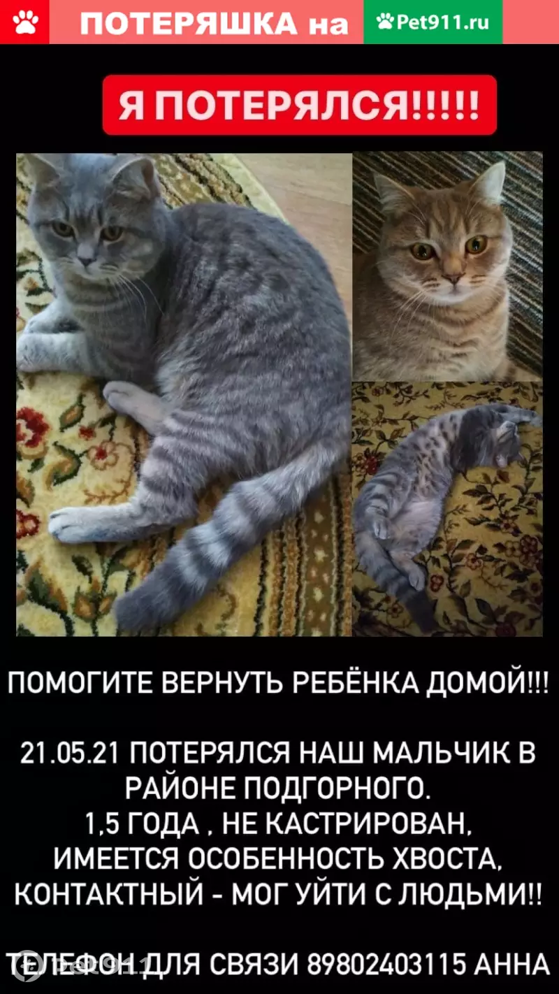 Пропал котик на Чудесной, помогите найти! | Pet911.ru