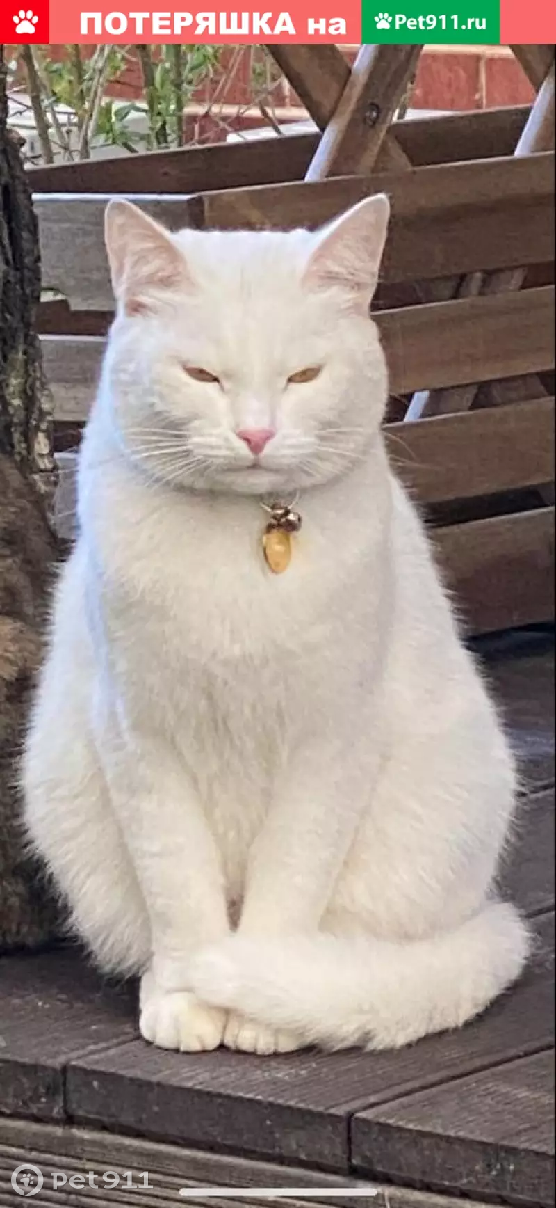 Пропала белая кошка Василиса в КП Бристоль, Москва - photo