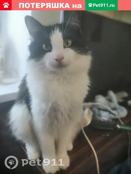 Пропал кот Филя в Санкт-Петербурге - photo