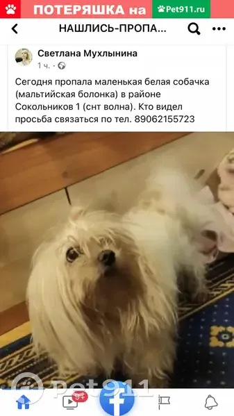 Пропала собака в СНТ Волна, Калининград | Pet911.ru