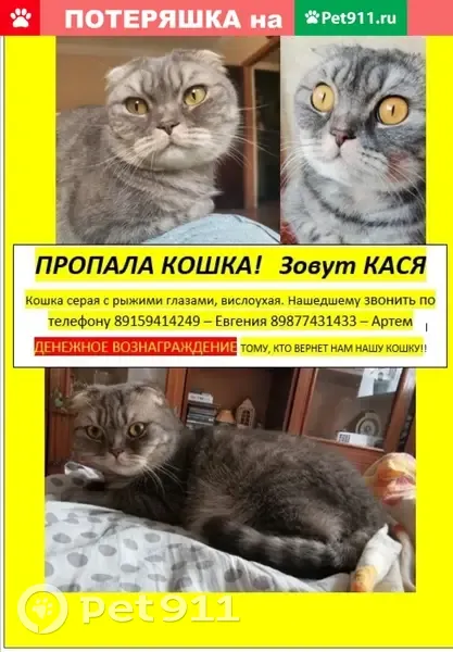 Пропала кошка Кася на улице Спутника, Нижний Новгород | Pet911.ru