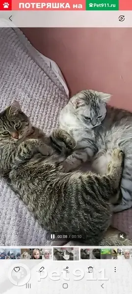 Пропала светлая британская кошка в Уфе. - photo