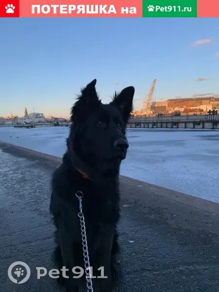 Пропала собака в Верхних Осельках, СПб. | Pet911.ru