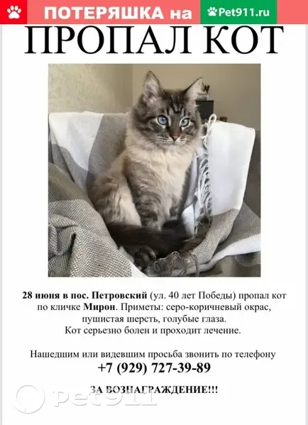 Пропал домашний кот, нужна помощь! (Казань, ул. 40 лет Победы) | Pet911.ru