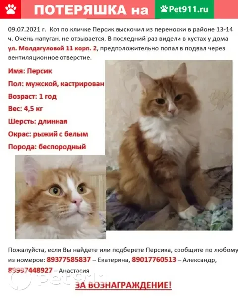 Пропал кот Персик на улице Молдагуловой, Вешняки | Pet911.ru