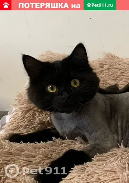 Пропал кот Пупсик с улицы Петрова 28, Ижевск - photo