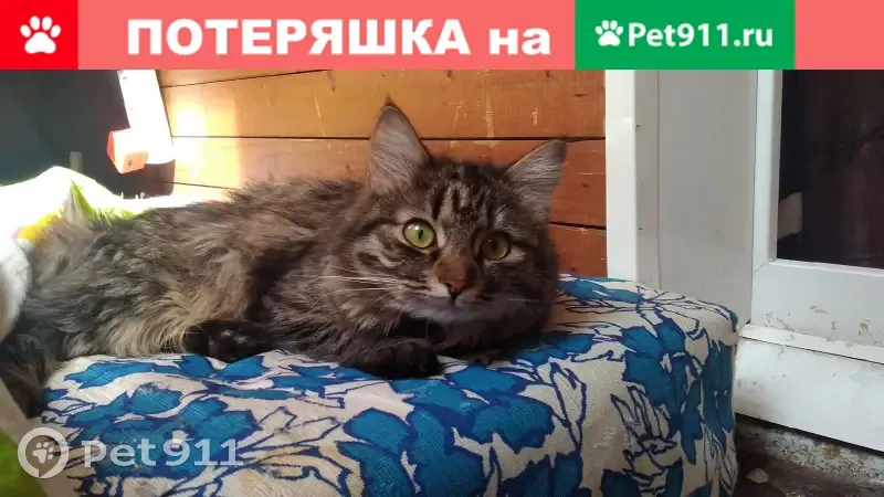 Пропала кошка Мая в районе ж/д станции 
