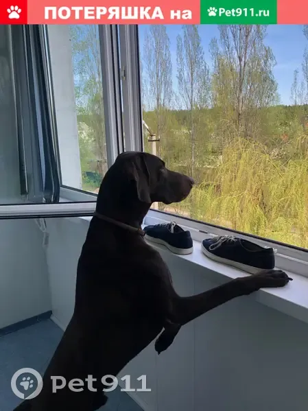 Пропала собака Ричи в районе ГПЗ, Сосновка - photo