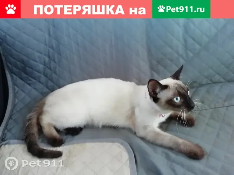 Пропал кот Симба, адрес: ул. Яблонька 90, Ставропольский край - photo