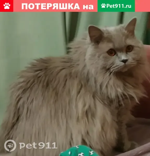 Пропала кошка Грейси в Уфе, Россия - photo