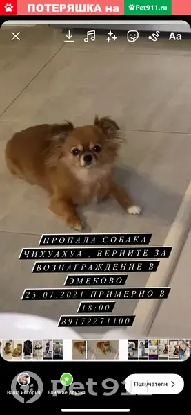 Пропала собака Чихуахуа в Волжске, ул. Ленина 53Б - photo