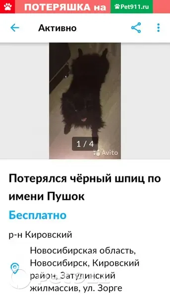 Пропал шпиц Пушок на ул. Зорге 129, Новосибирск | Pet911.ru