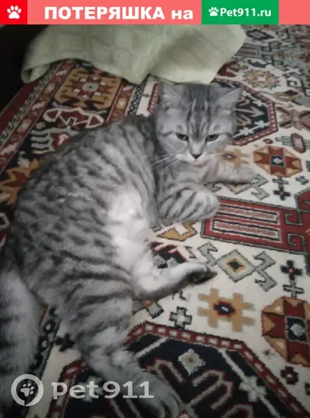 Пропала кошка Кот Гром на ул. Коломенская, Кировский район. - photo