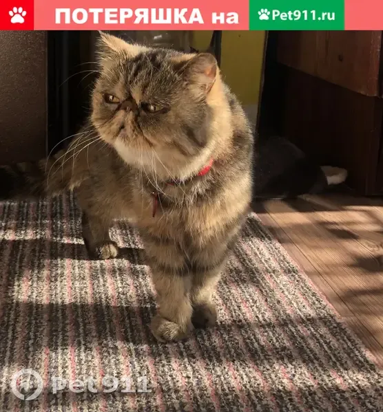 Пропала кошка Малина в Волна-Шепелиновке, Воронежская область - photo