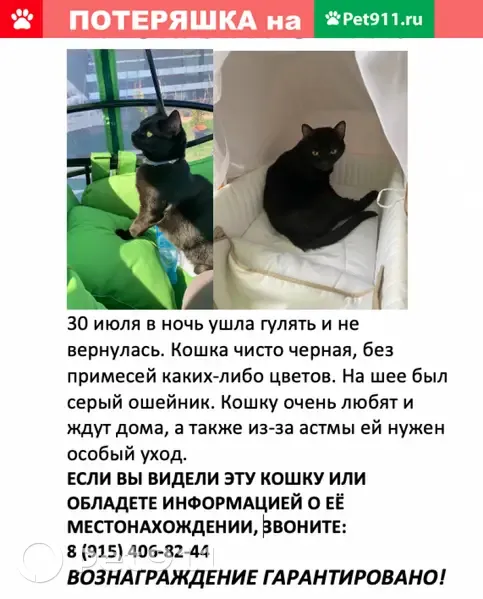 Пропала чёрная кошка в Звенигороде, вознаграждение | Pet911.ru