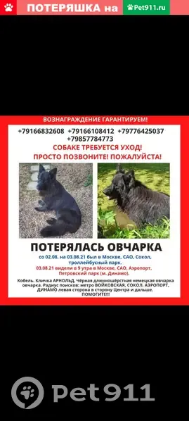 Пропала собака Арнольд в районе метро Войковская | Pet911.ru