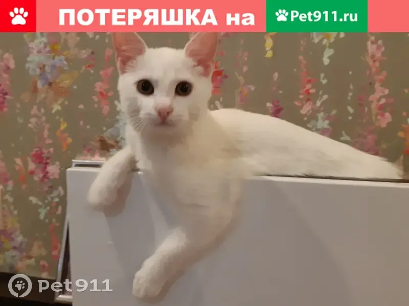 Пропал белый кот на улице Годовикова в Казани - photo