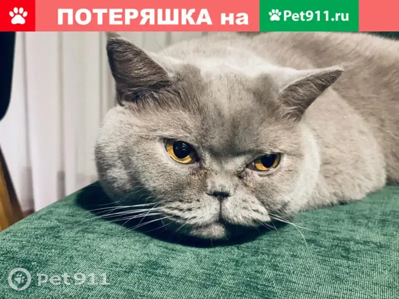 Пропала кошка на Свеаборгской улице, СПб. - photo
