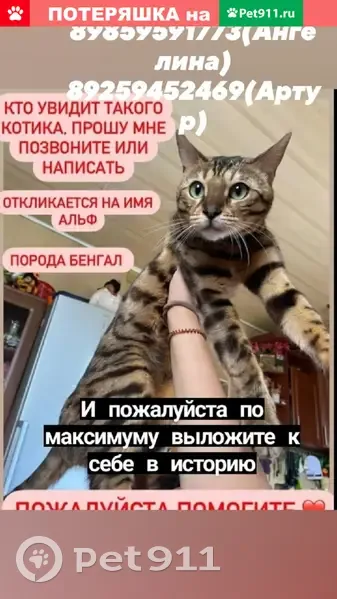 Пропал кот на Березовой аллее, Зеленоград, 21.08.2021. | Pet911.ru