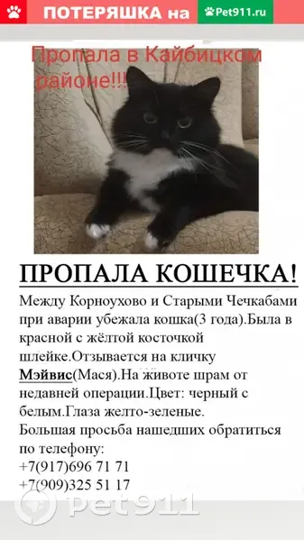 Пропала кошка в Кайбицком районе, Татарстан (16К-0925) | Pet911.ru