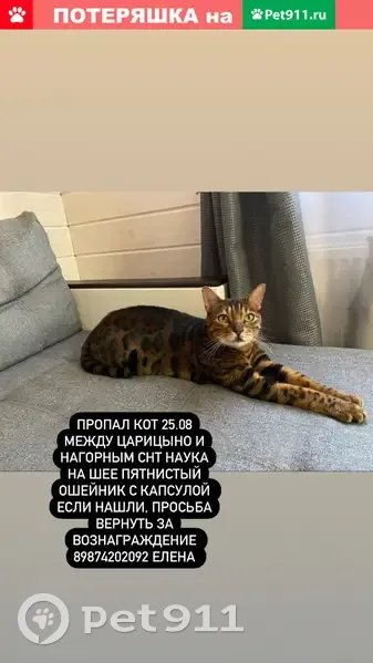 Пропал кот с ошейником в Казани, проезд Шейнкмана - photo
