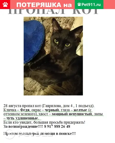 Пропал домашний кот Федя (Гаврилова, д.4), вознаграждение! | Pet911.ru