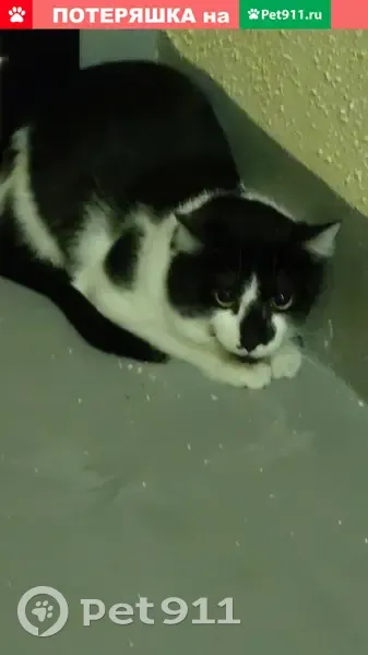 Пропала кошка на улице Абрамова 20 (Парнас) - Кац (Максим) - photo