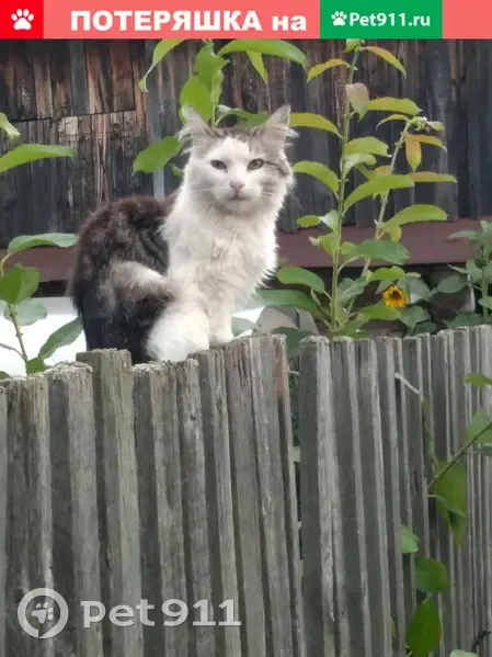 Пропала кошка на ул. Школьная, помогите найти! - photo